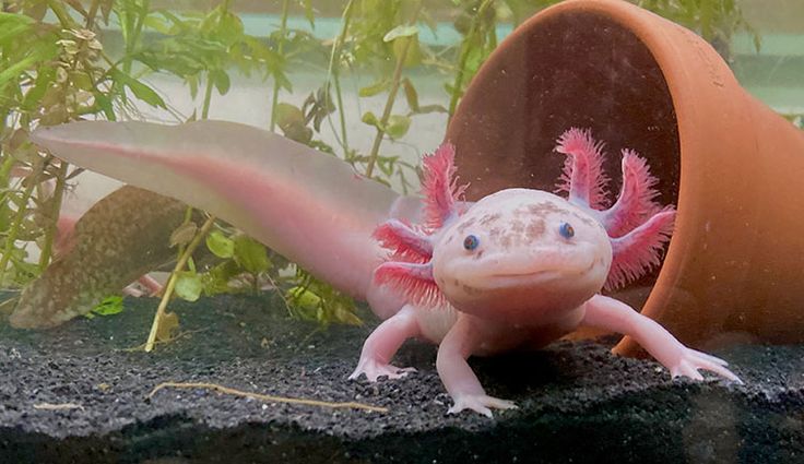 aksolotls